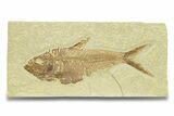 Detailed Fossil Fish (Diplomystus) - Wyoming #289937-1